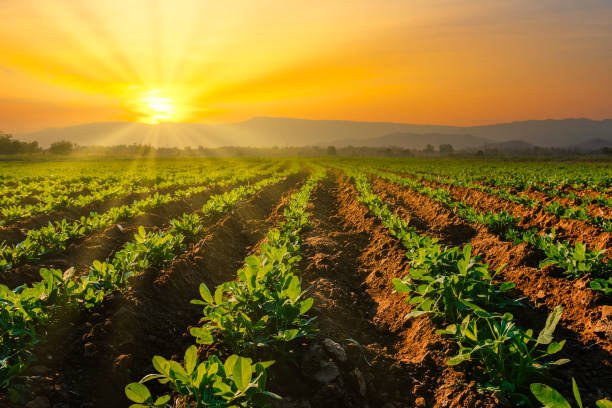 Agriculture & Allied Sectors
